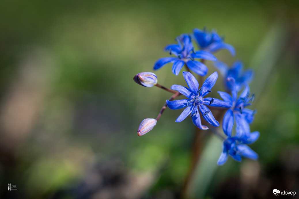 Boldog Nőnapot kívánok előre minden Időképnél dolgozó hölgynek és olvasónak!