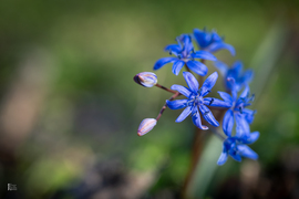 Boldog Nőnapot kívánok előre minden Időképnél dolgozó hölgynek és olvasónak!