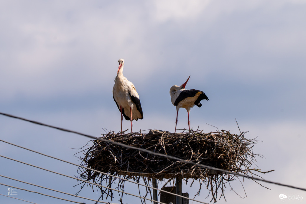 Úton a következő fehér gólya generáció