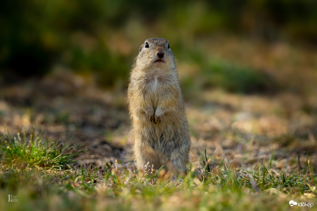 Harangod is beharangozta: történelmi ürge pillanatok