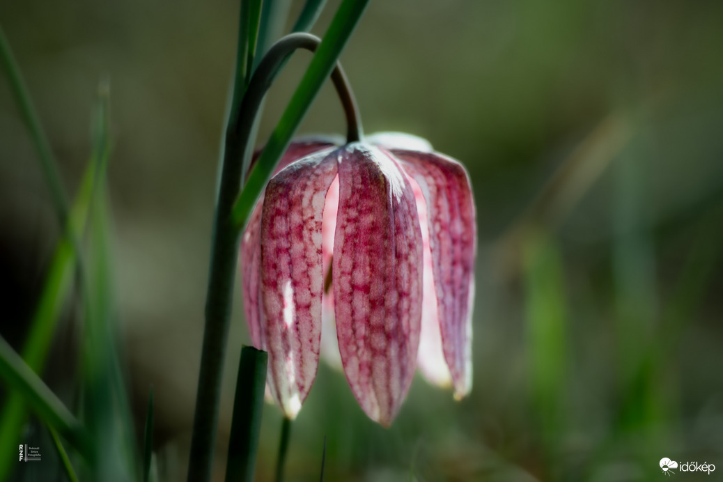 Mocsári kockásliliom