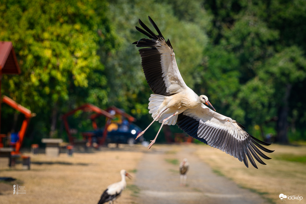 Gólyák a Kis-Tisza partján