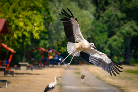 Gólyák a Kis-Tisza partján