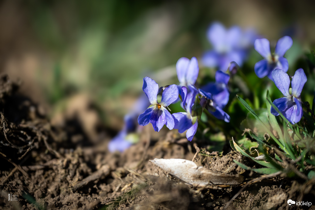 Boldog Nőnapot kívánok előre minden Időképnél dolgozó hölgynek és olvasónak! 