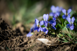 Boldog Nőnapot kívánok előre minden Időképnél dolgozó hölgynek és olvasónak! 