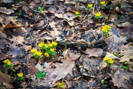 A téltemető már kibújt… vajon ez a tavasz jele?