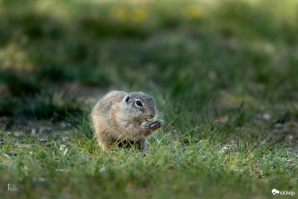 Harangod is beharangozta: történelmi ürge pillanatok