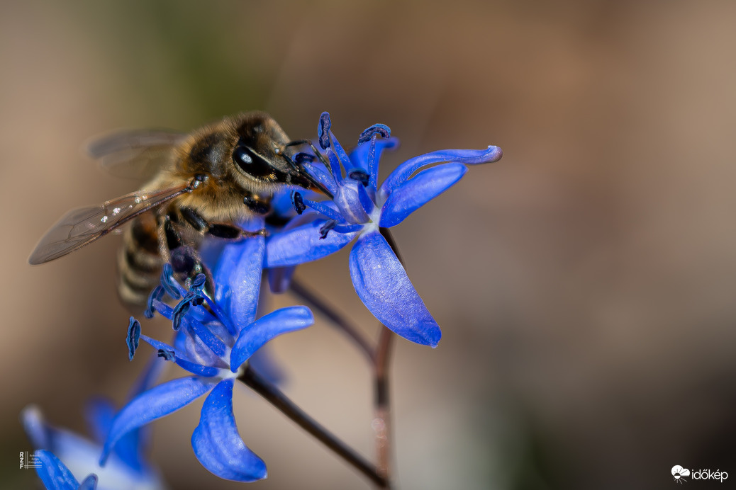 Boldog Nőnapot kívánok előre minden Időképnél dolgozó hölgynek és olvasónak!
