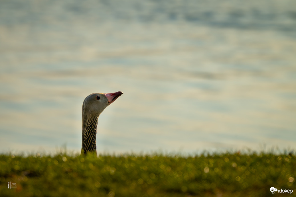 Hat apró csoda a vízen