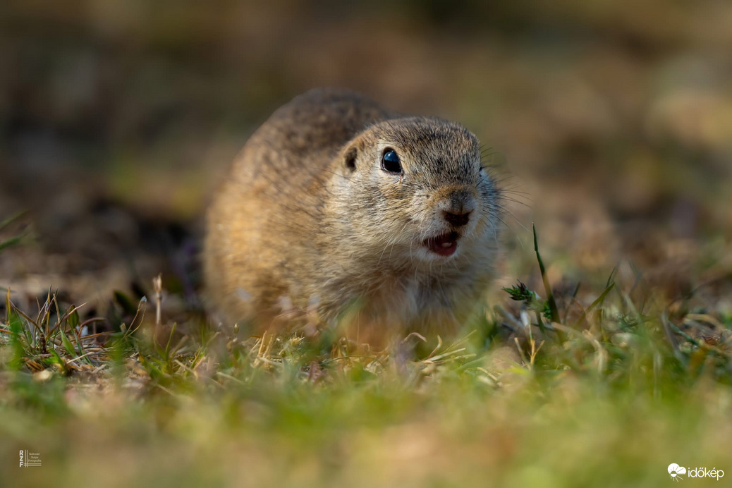 Harangod is beharangozta: történelmi ürge pillanatok