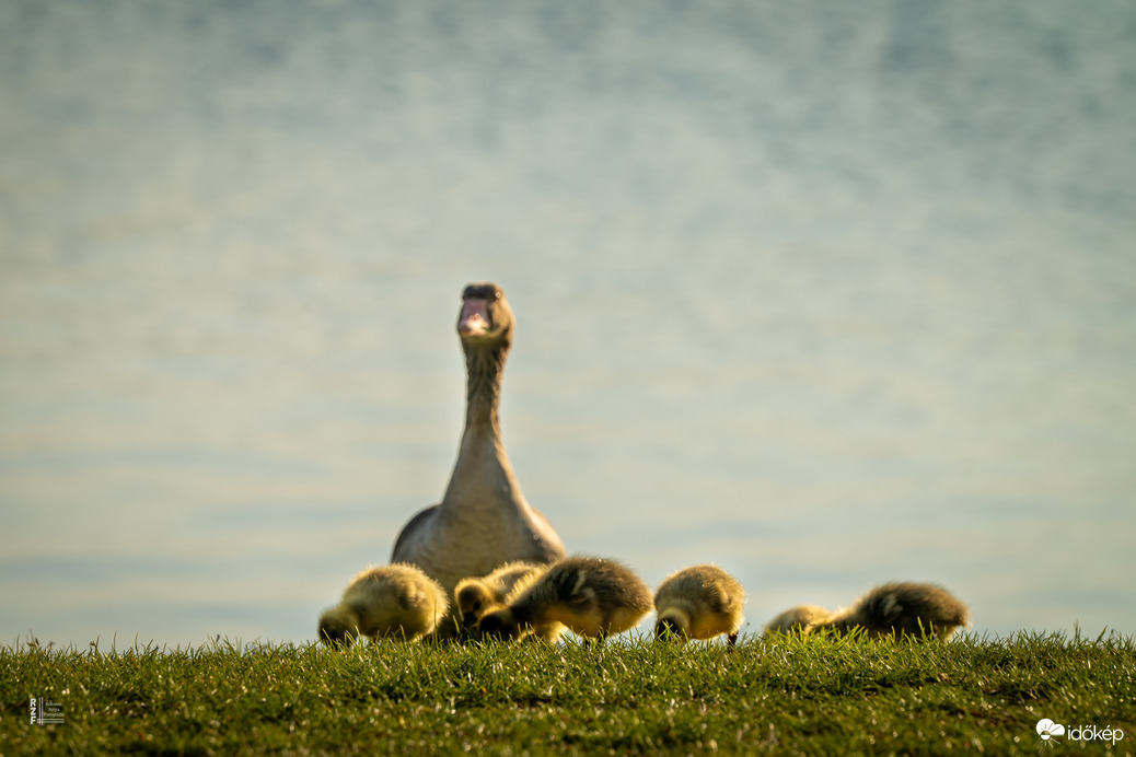 Hat apró csoda a vízen