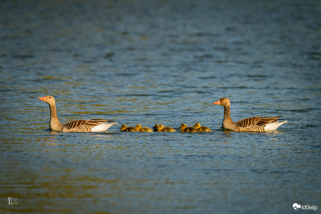Hat apró csoda a vízen