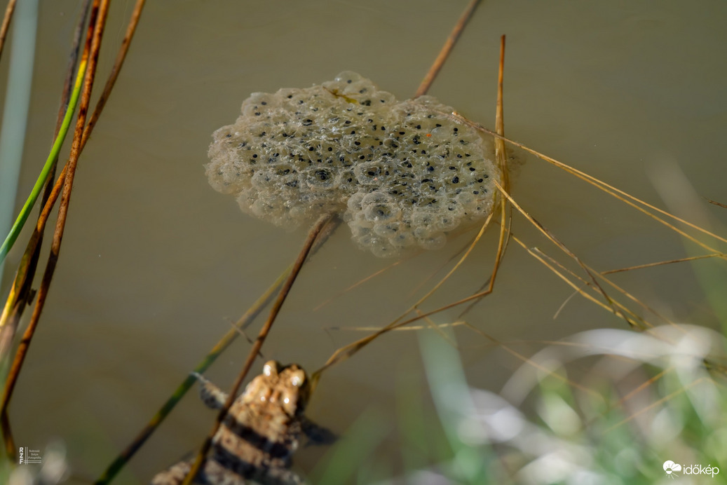 Barna varangy peték