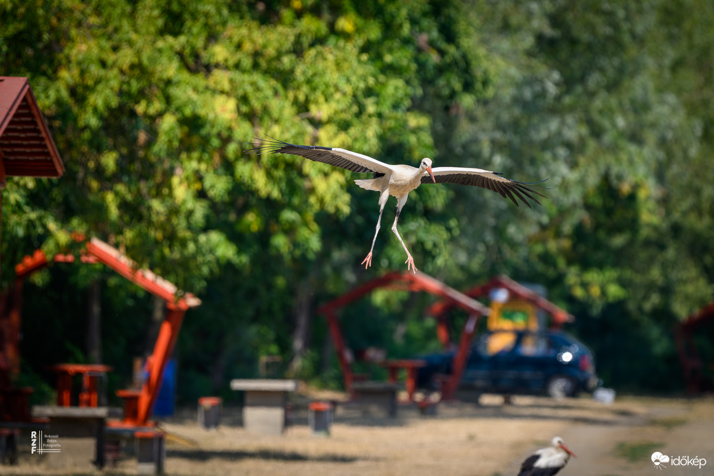 Gólyák a Kis-Tisza partján