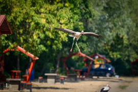 Gólyák a Kis-Tisza partján