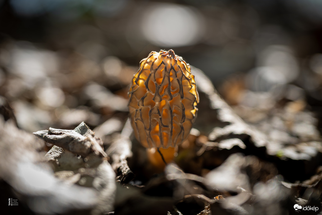 Húsvéti kocsmá... akarom mondani, kucsmázás