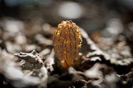 Húsvéti kocsmá... akarom mondani, kucsmázás