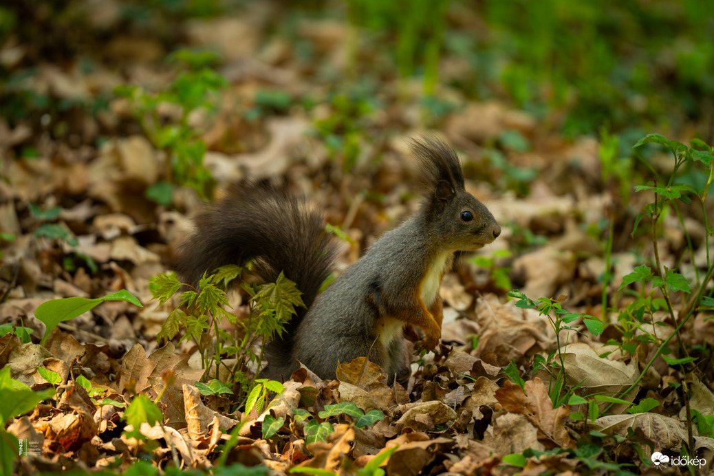 Mókus - a vácrátóti Nemzeti Botanikus Kert sztárja