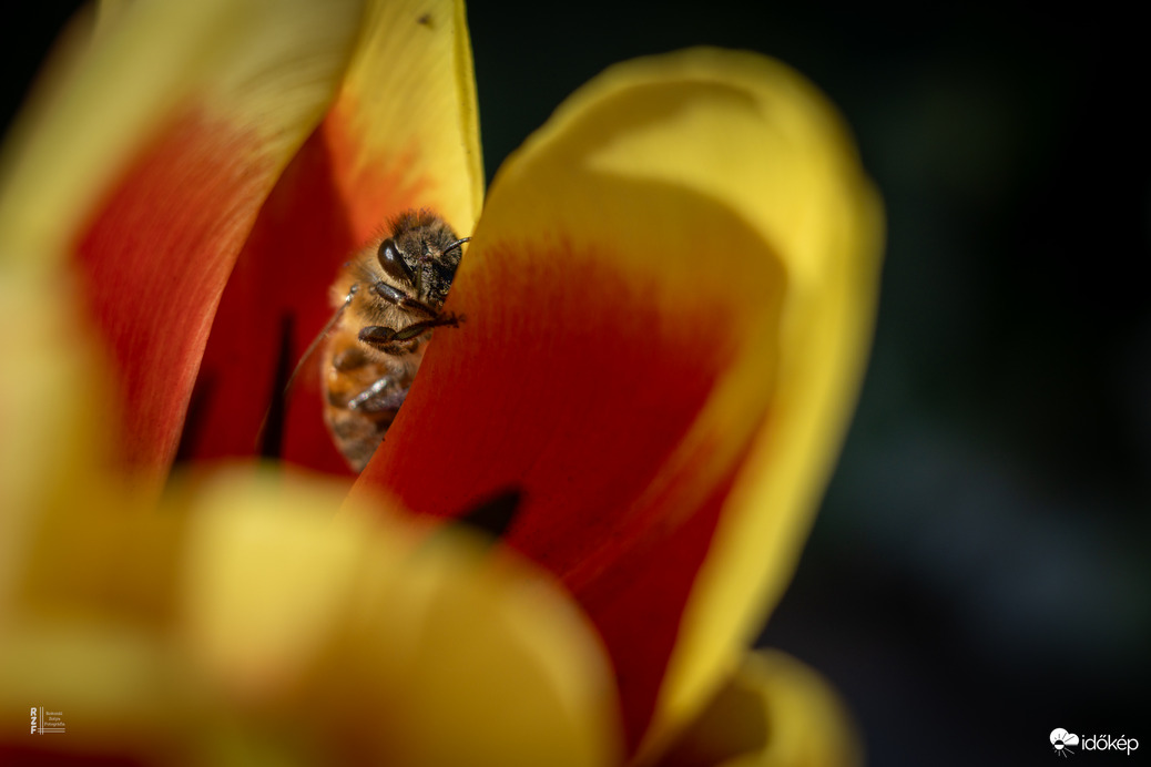 Boldog Nőnapot kívánok előre minden Időképnél dolgozó hölgynek és olvasónak! 