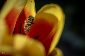 Boldog Nőnapot kívánok előre minden Időképnél dolgozó hölgynek és olvasónak! 