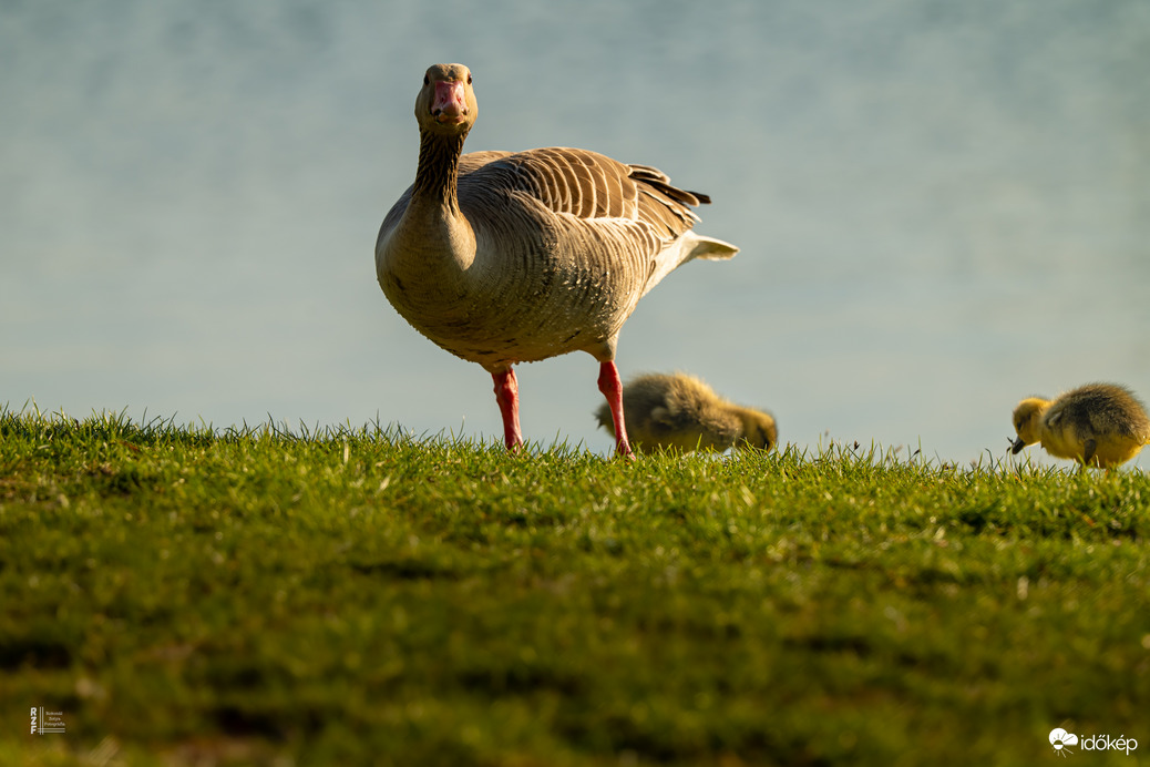 Hat apró csoda a vízen