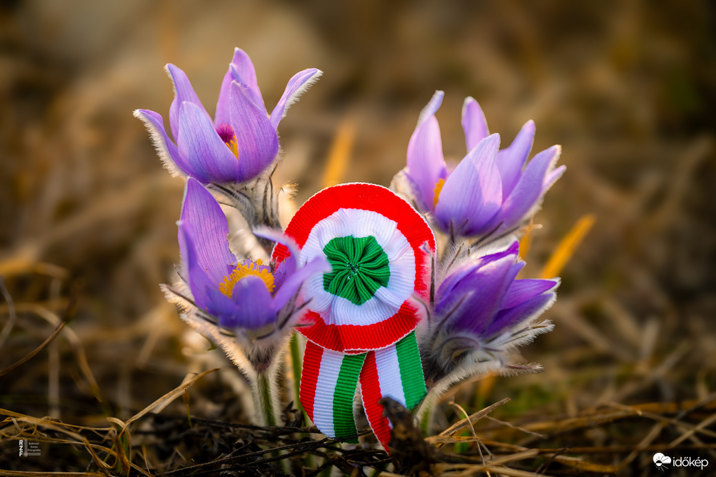 Kökörcsin a szabadság tavaszán