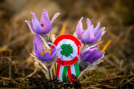 Kökörcsin a szabadság tavaszán