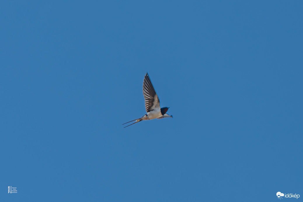 Hamisítatlanul itt a tavasz! Megérkeztek a fecskék Tiszalökre.