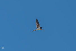 Hamisítatlanul itt a tavasz! Megérkeztek a fecskék Tiszalökre.