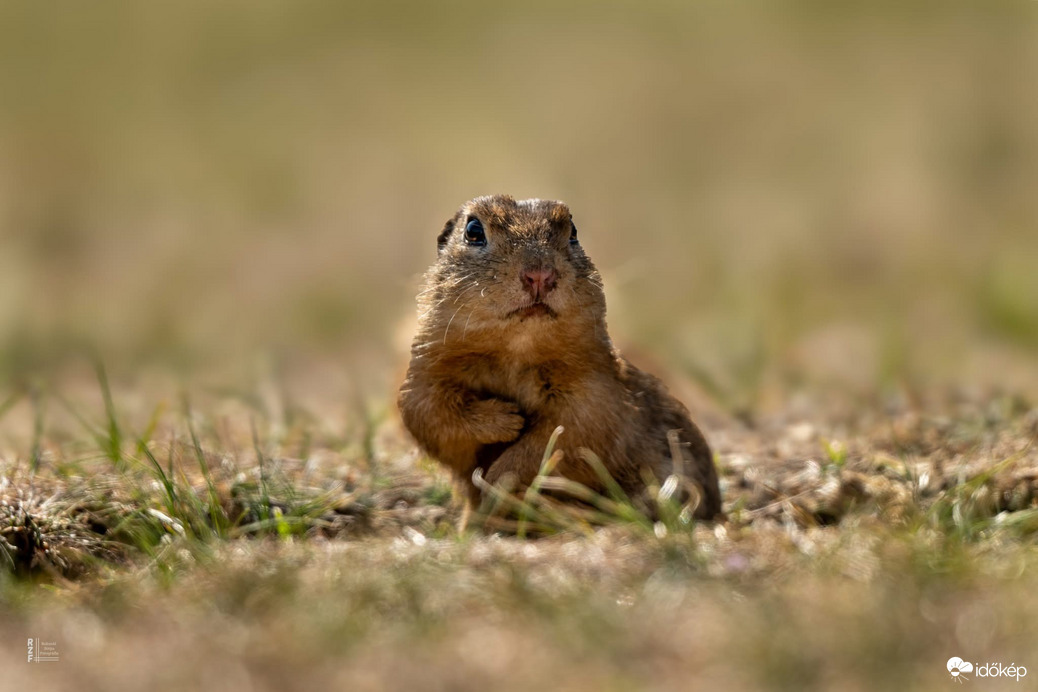 Harangod is beharangozta: történelmi ürge pillanatok