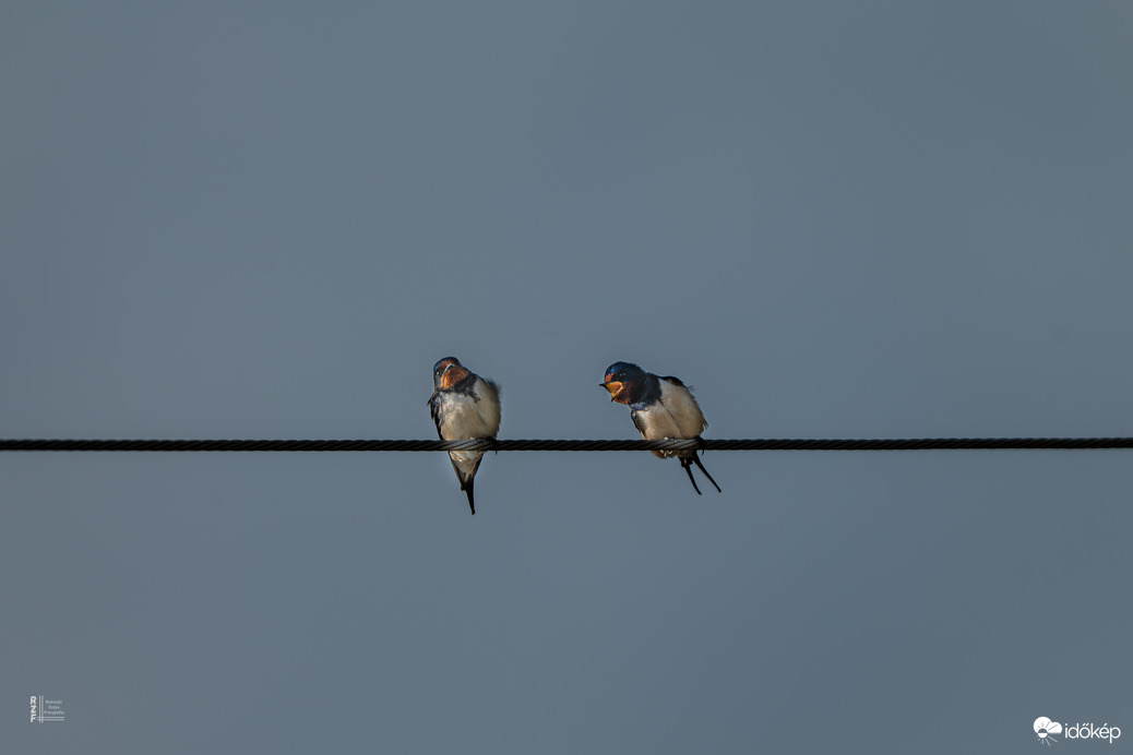 Megmondtam, hogy bontott csirkét hozzál!