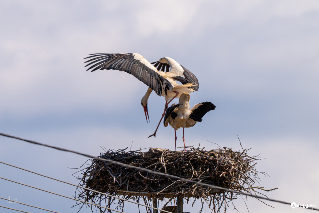 Úton a következő fehér gólya generáció