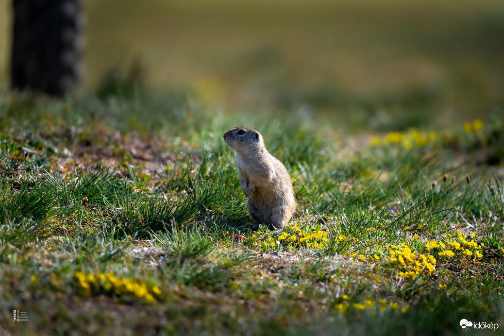 Harangod is beharangozta: történelmi ürge pillanatok