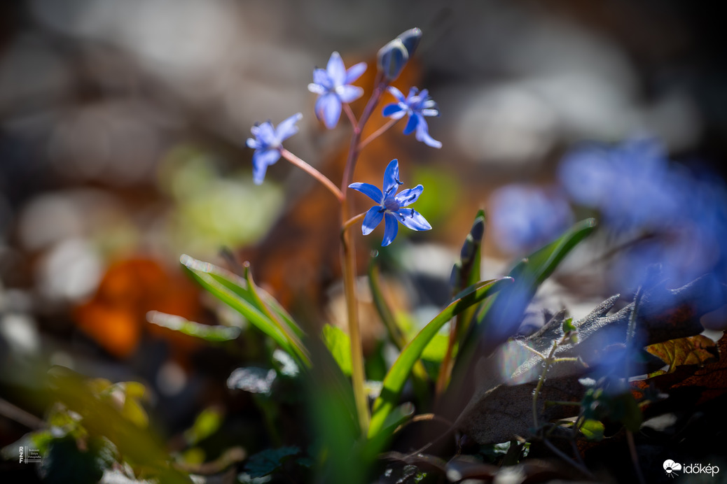 Boldog Nőnapot kívánok előre minden Időképnél dolgozó hölgynek és olvasónak!