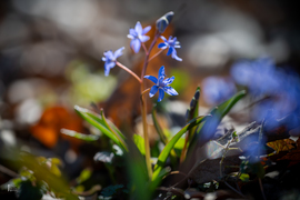 Boldog Nőnapot kívánok előre minden Időképnél dolgozó hölgynek és olvasónak!