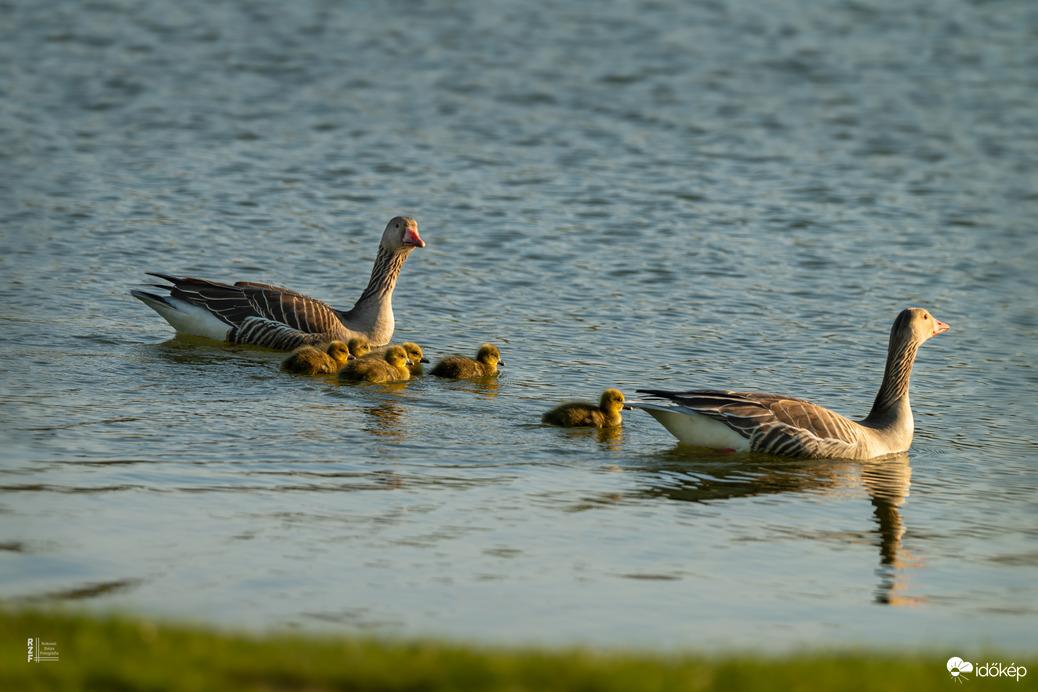 Hat apró csoda a vízen