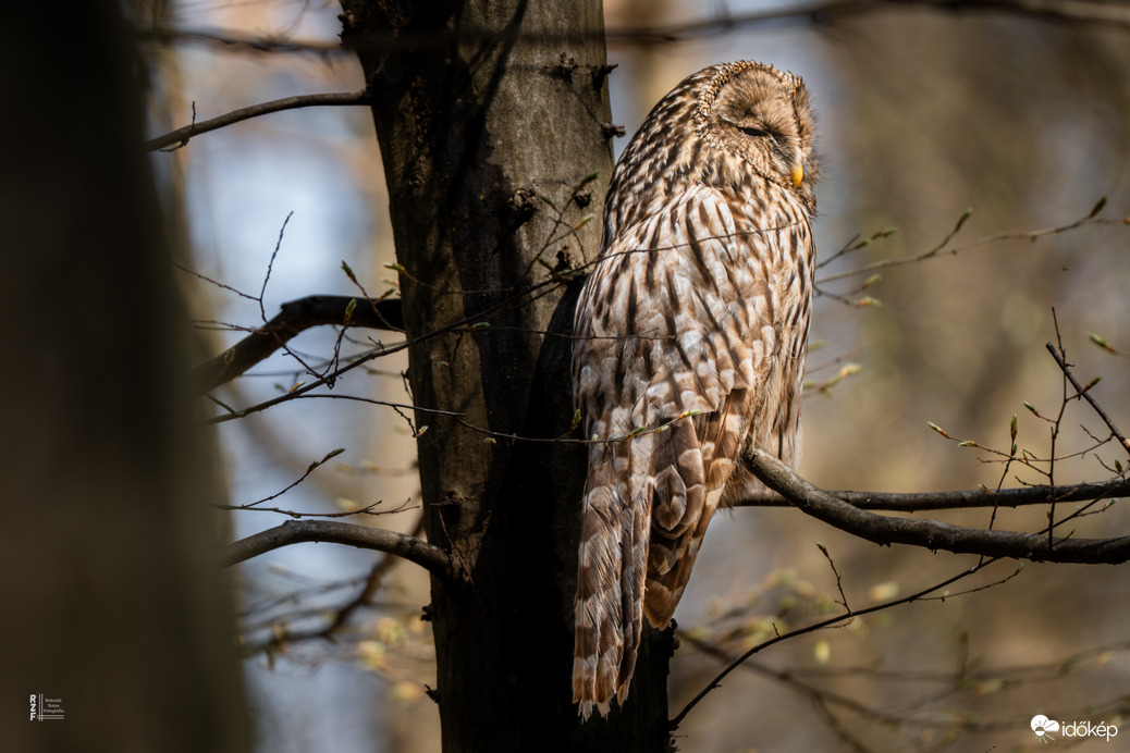 Véletlen lenne? Az erdők világnapján újra találkoztunk…