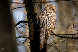 Véletlen lenne? Az erdők világnapján újra találkoztunk…