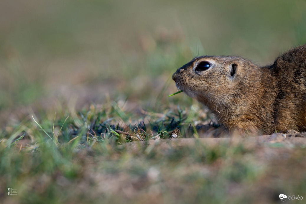 Harangod is beharangozta: történelmi ürge pillanatok