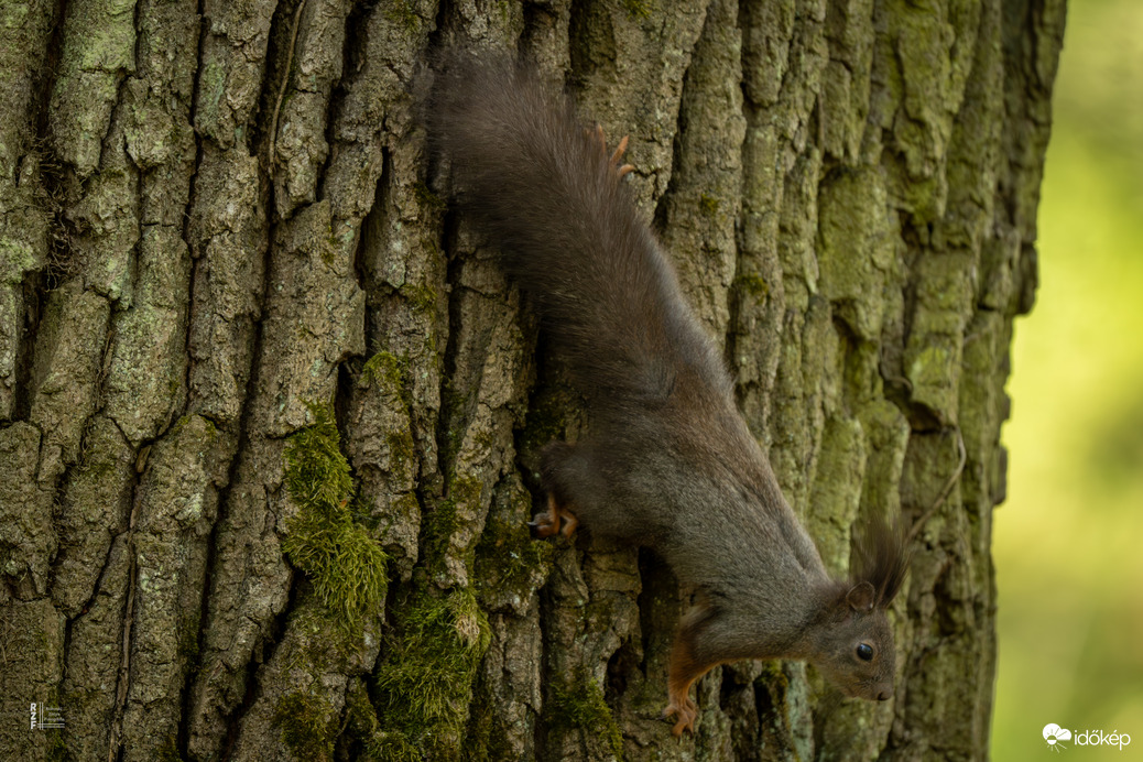 Mókus - a vácrátóti Nemzeti Botanikus Kert sztárja