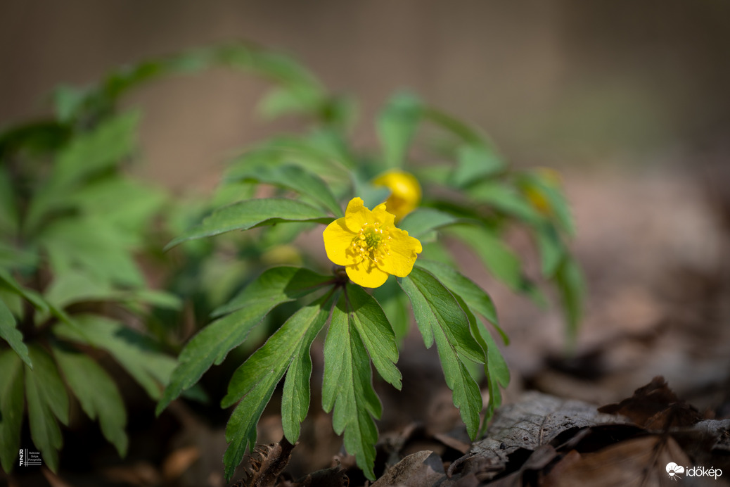 Sárga szellőrózsa