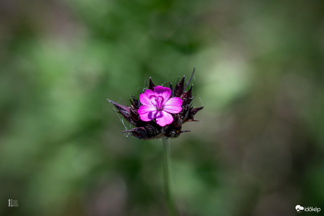 Magyar szegfű 