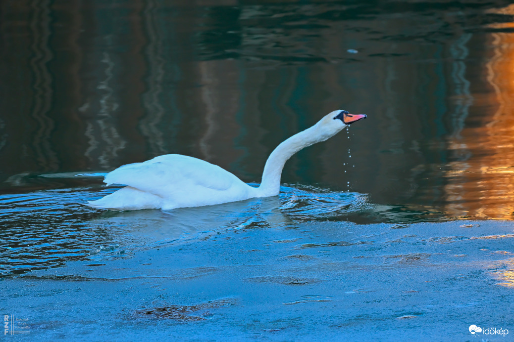 Amikor a madarak mesélni kezdenek januárban