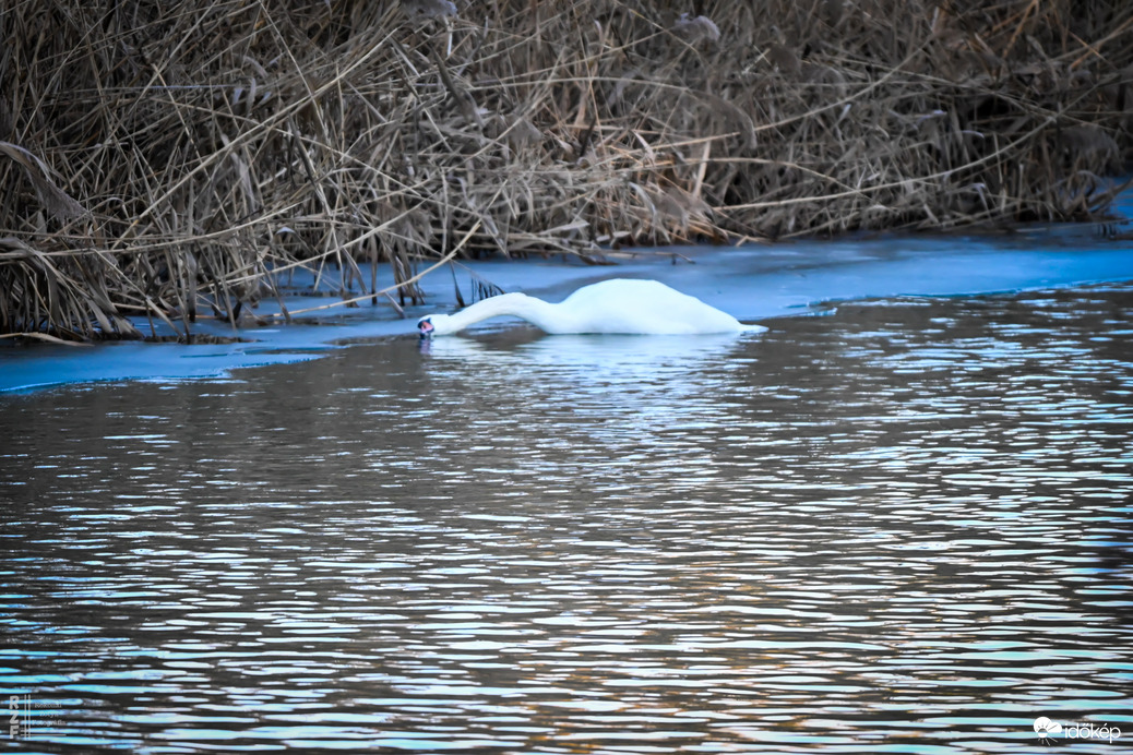Amikor a madarak mesélni kezdenek januárban