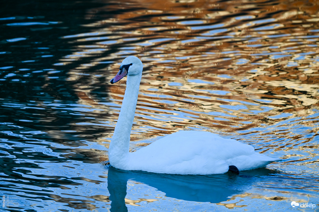 Amikor a madarak mesélni kezdenek januárban