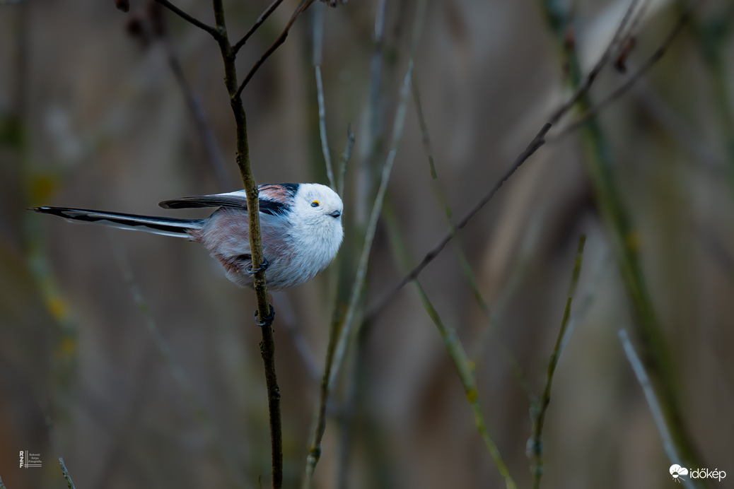 Őszapók a nyíló barka ágán