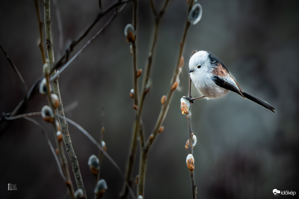 Őszapók a nyíló barka ágán
