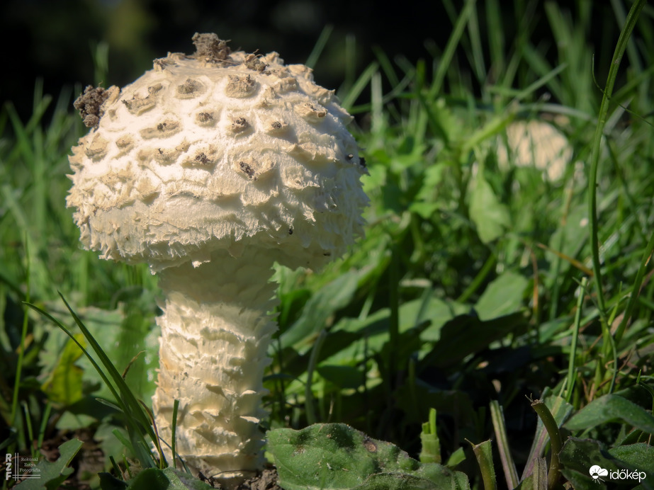 Őzlábgalóca (védett, 5.000 Ft)