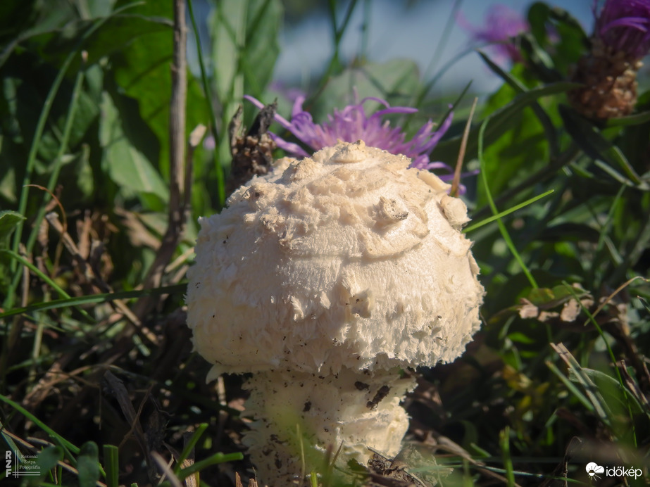 Őzlábgalóca (védett, 5.000 Ft)