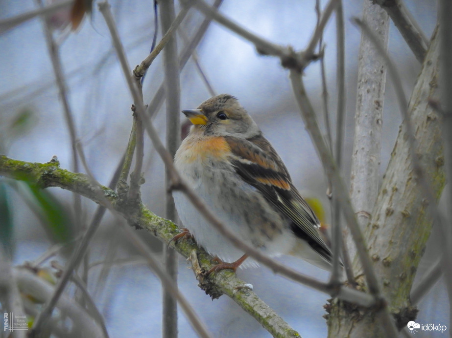Téli madárles a tiszalöki arborétumban
